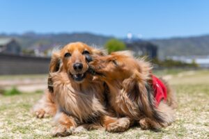 A Dog's Purpose What Dogs Teach Us About Life