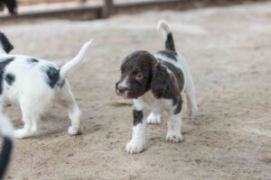Barking Beautiful How Dogs Bring Out Our Best