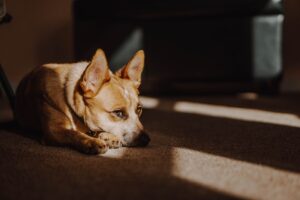 Chasing Squirrels and Dreams