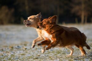 Fido’s Favorite Tricks Fun Training for Your Dog
