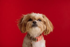 From Stray to Star A Dog’s Journey