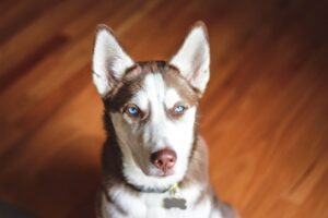 From Stray to Stay The Journey of Rescue Dogs