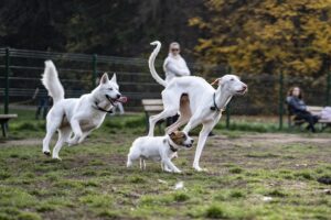 Furry Friends How Dogs Impact Our Lives