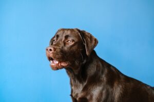 In Dog We Trust Why Dogs Are Our Ultimate Protectors