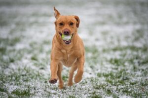 Pawsitive Vibes How Dogs Heal the Heart