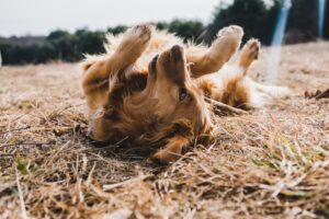 Rescue Me The Story of a Shelter Dog