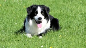 The Canine Chronicles A Dog's Journey