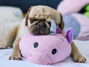 The Dog Walker’s Diary