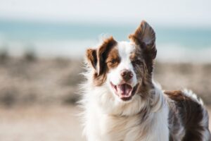 The Dog Whisperer Understanding Your Pup's Mind