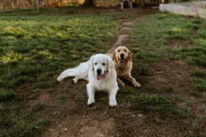 The Joy of Dog Walking Connecting with Nature and Your Pet