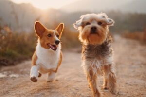 The Secret Life of Dogs