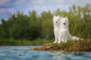 The Secret Life of Dogs What They Really Think